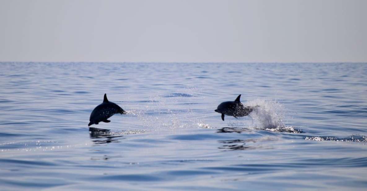 Taormina Coast Tour and Searching Dolphins - Isola Bella Swim Break and Aperitif: The Best Part for Many People
