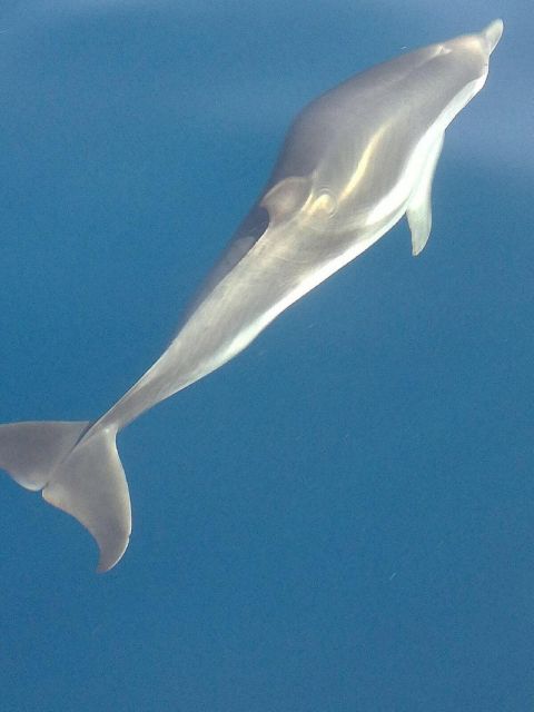 Taormina Coast Tour and Searching Dolphins - On-Board Comfort: Aperitif Setup, Snacks, Music, and the Little Details