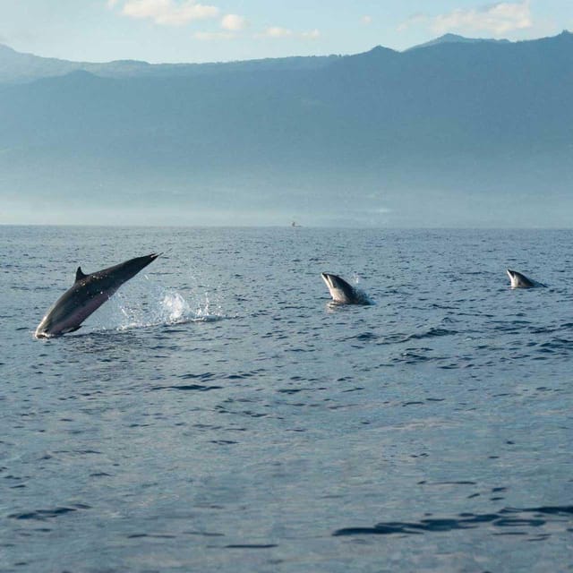 Taormina: Private Boat Tour with aperitif - Dolphins and marine life viewing: realistic expectations