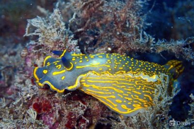 Taormina Scuba Diving Experience - Private Coaching That Actually Helps You Breathe Easier