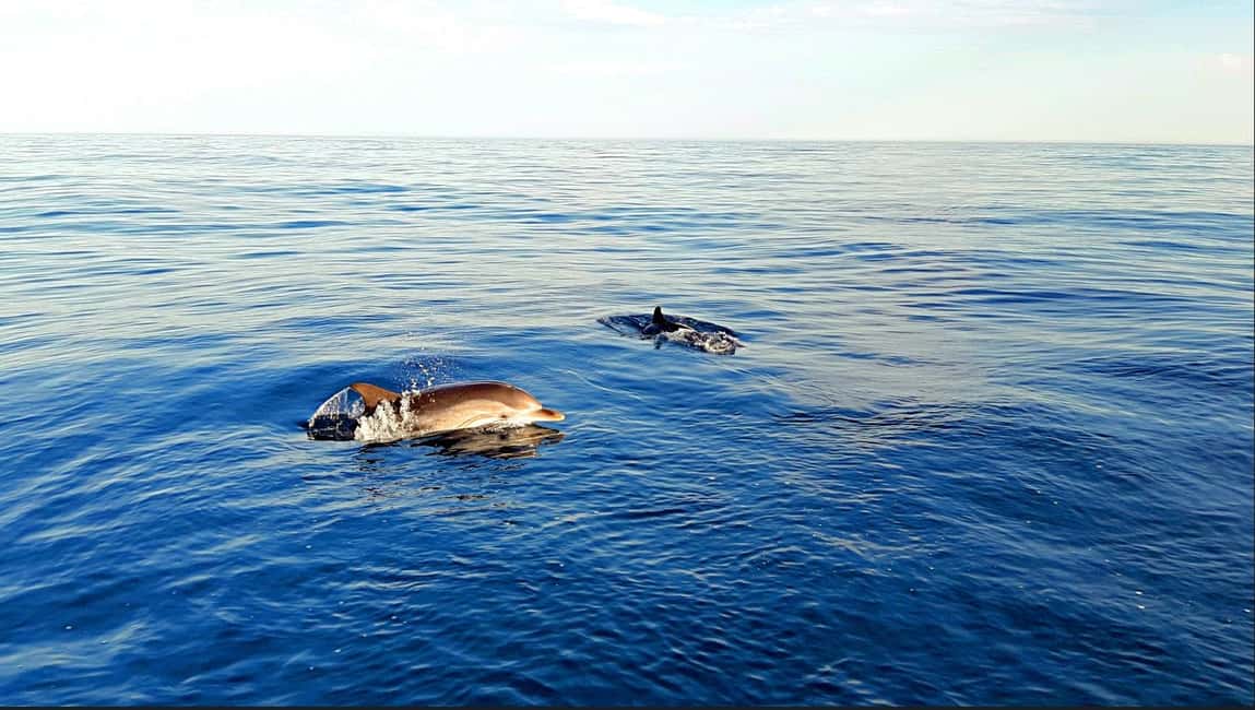 Taormina: Sunset Boat Tour with Aperitif - Dolphins and the sunset: how to set expectations (and still enjoy)
