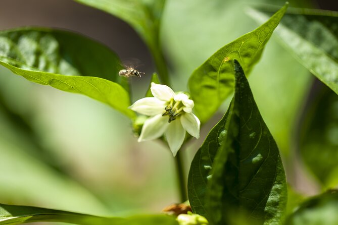 Tour in the heady scents of our garden in Ragusa - The Friendly Ending: Composing an Aromatic Plant Together