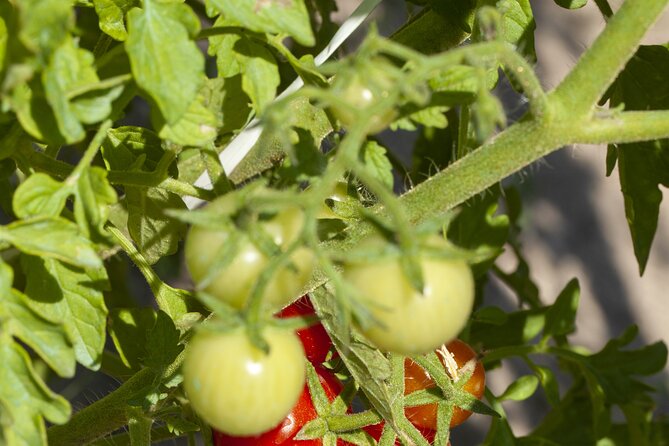 Tour in the heady scents of our garden in Ragusa - Where to Meet and How to Prepare