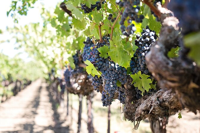 Tour of the Etna cellars, typical lunch and wine tasting - Le Gole dell’Alcantara: basalt gorges and a shallow-water option