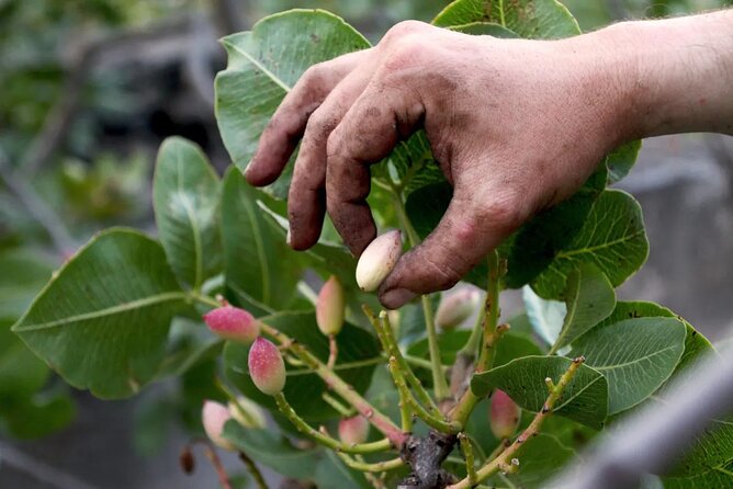 tour with tasting in the Bronte pistachio plantations - Key highlights to know before you go