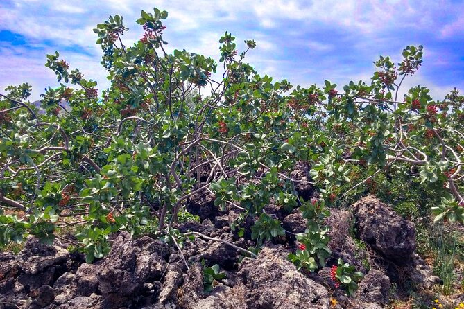 tour with tasting in the Bronte pistachio plantations - Volcanic soil and Bronte pistachios: why this tour matters