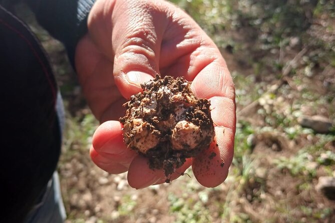 Truffle hunting in the Sicani mountains: a unique experience in Sicily - Key highlights to know before you go