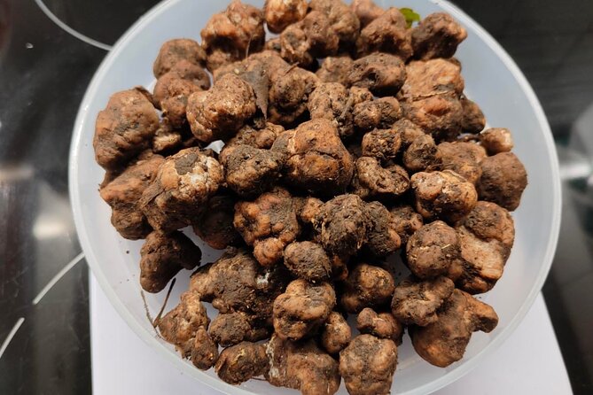 Truffle hunting in the Sicani mountains: a unique experience in Sicily - The core of the hunt: how the dogs find truffles (and how you fit in)