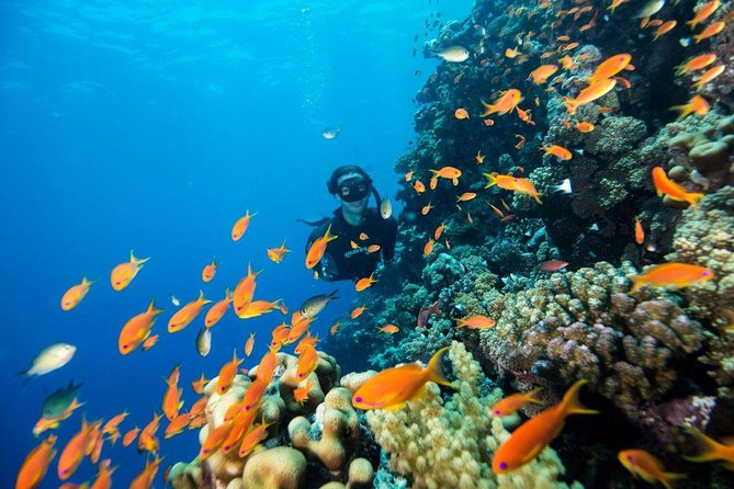 Try Scuba Dive (baptism of the sea) - The Underwater Route: Lava Layers, Stratifications, and Marine Life