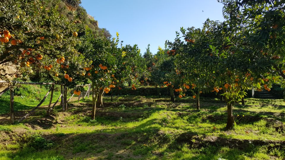 Valley of the Temples: Kolymbethra Garden Entry Ticket - Winter citrus harvest and tasting: what changes by season