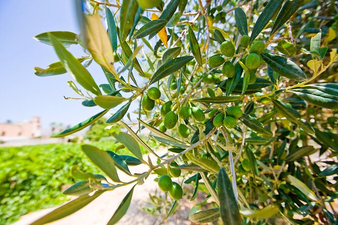 Visit and Private Tasting of EVO Oil and Organic Wine - Key Things To Know Before You Go