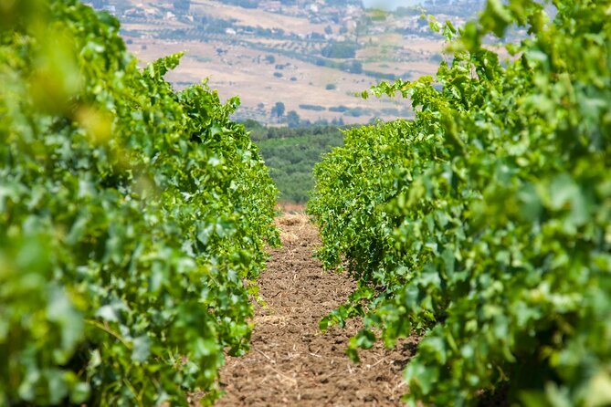 Visit and Private Tasting of EVO Oil and Organic Wine - Step Inside Baglio Ingardia’s Olive-Growing World