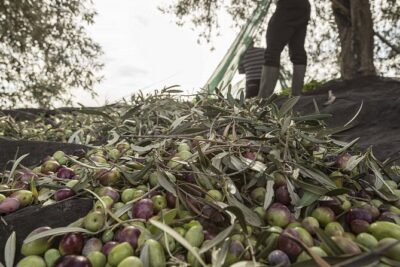 Visit to the olive grove, oil tasting and lunch at the farm - Inside the family mill: what the extra virgin tastings teach