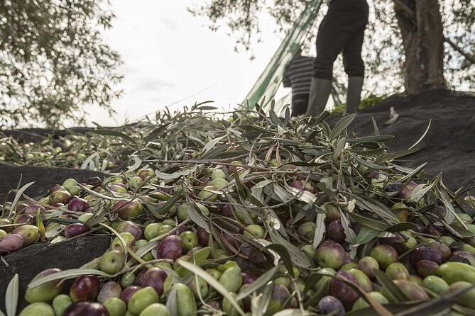Visit to the olive grove, oil tasting and lunch at the farm - Inside the family mill: what the extra virgin tastings teach