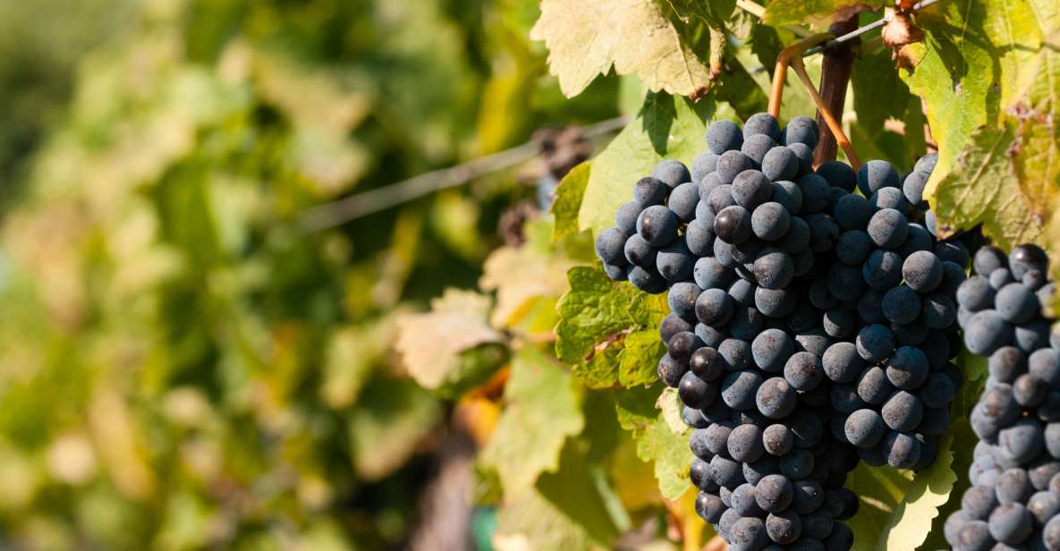 Wine Tasting and Typical Tastings in the Val di Noto - A short Val di Noto wine tasting that actually teaches you