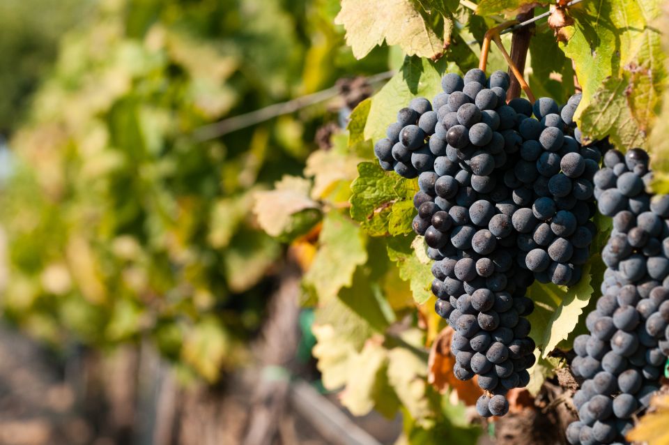 Wine Tasting and Typical Tastings in the Val di Noto - DOC wines and the Nero d’Avola connection, explained as you taste