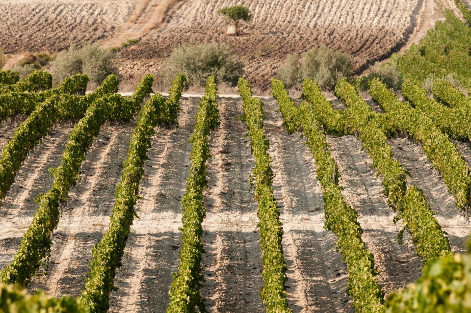 Wine Tasting and Typical Tastings in the Val di Noto - Who should book the Val di Noto tasting