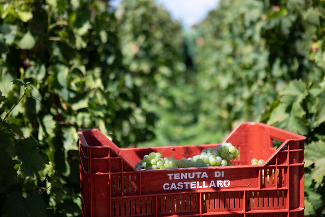 Wine tasting THE CLASSICS - How to get the most out of this tasting