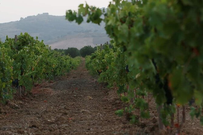 Wine Tour in the historic Baglio Florio Adamo with Lunch - Price and Value: Is $78.44 Worth It?