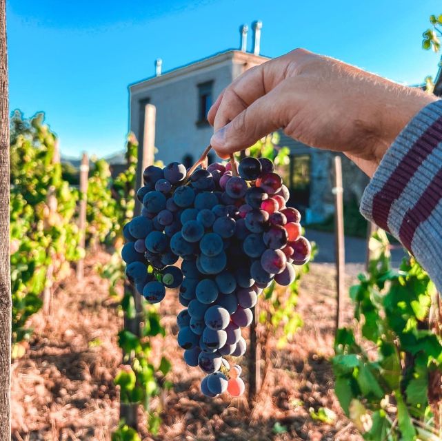 Wine tour with wine tasting - The old palmento stop: where the past helps you taste today