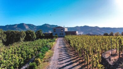 Wine tour with wine tasting - Following the rows at the foot of Etna (and why ad alberello matters)