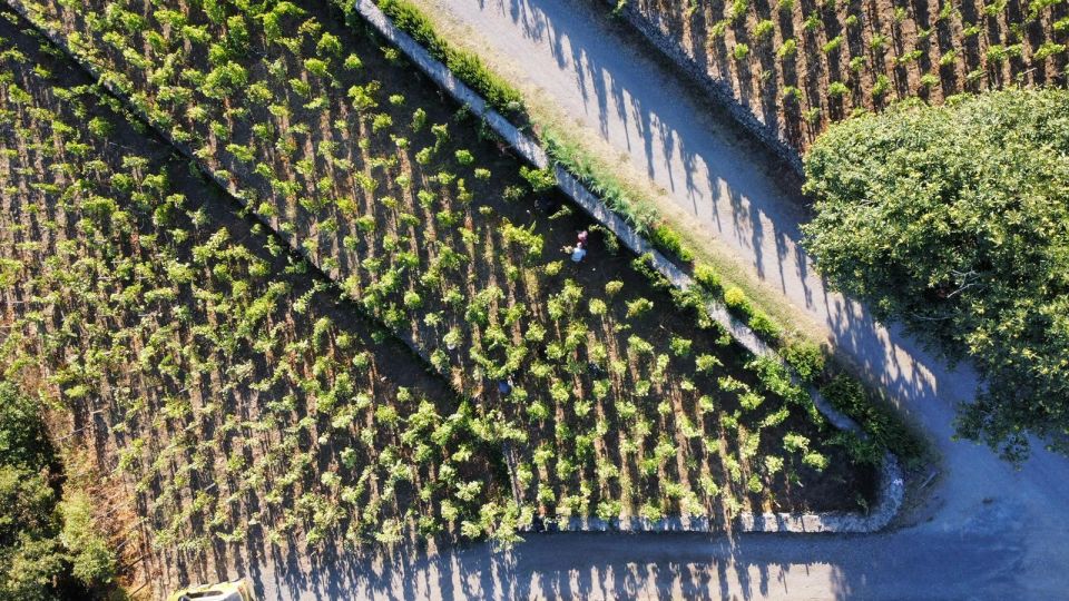 Wine tour with wine tasting - The tasting part: four Etna wines, guided like a mini workshop