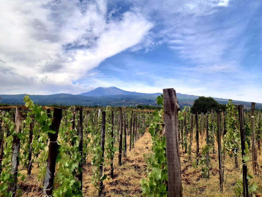 Wine tour with wine tasting - Who should book this Etna wine tour (and who should skip it)