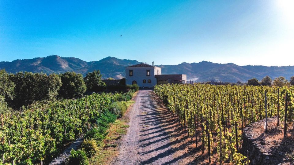 Wine tour with wine tasting - Following the rows at the foot of Etna (and why ad alberello matters)